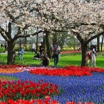 Keukenhof